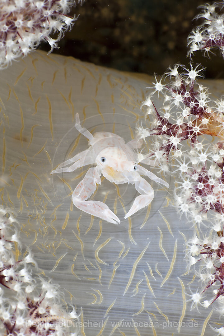 Soft Coral Porcellain Crab
