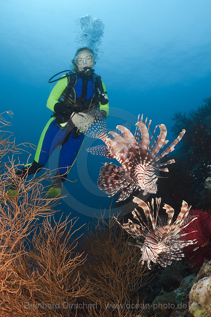 Lionfish and Scuba Diver