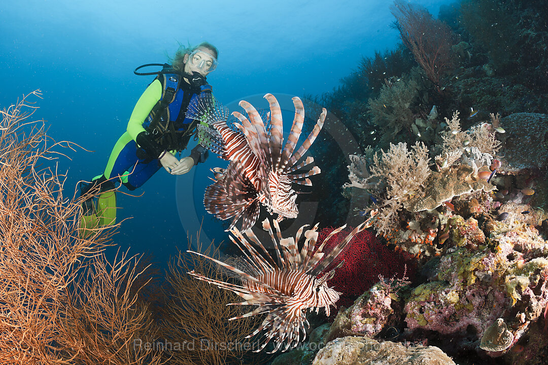 Scuba Diver and Lionfish