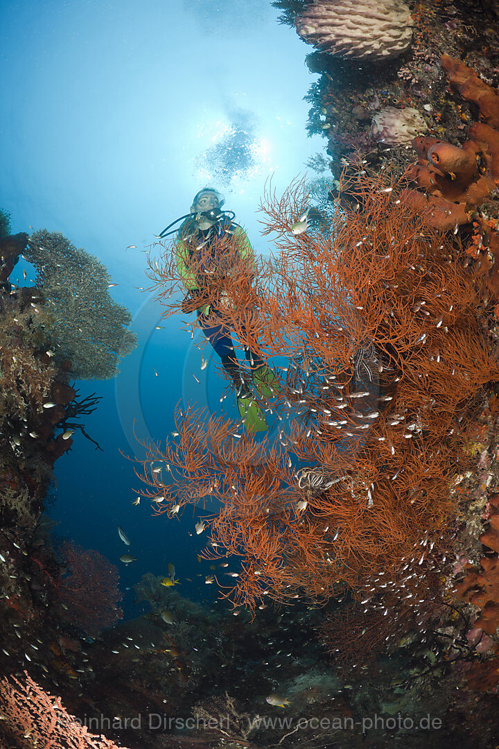 Scuba Diver and Black Coral