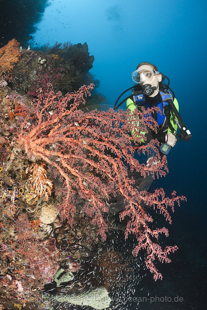 Scuba Diver and Soft Coral