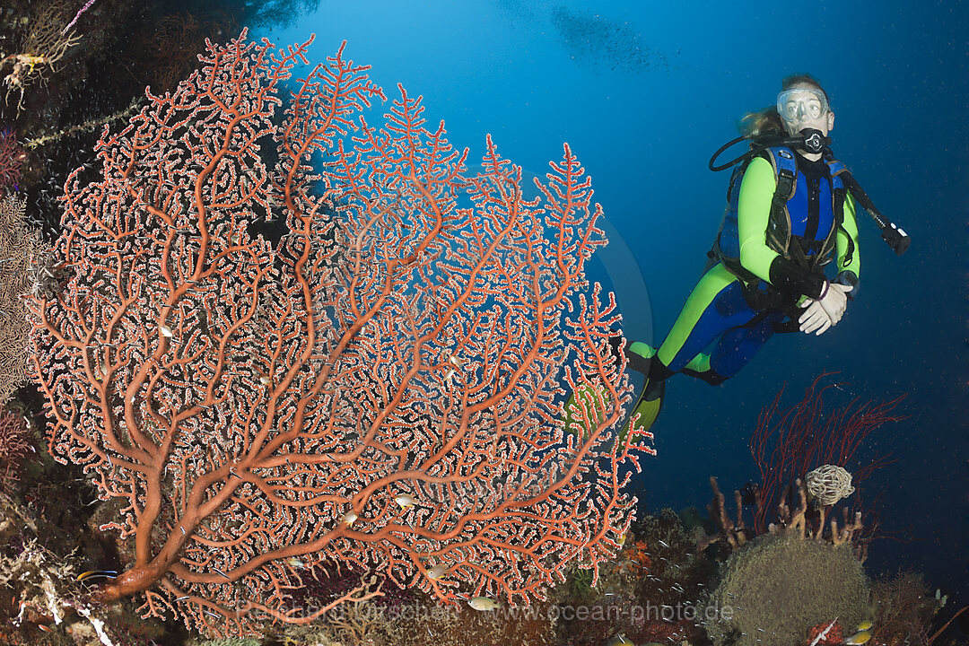 Scuba Diver and Sea Fan