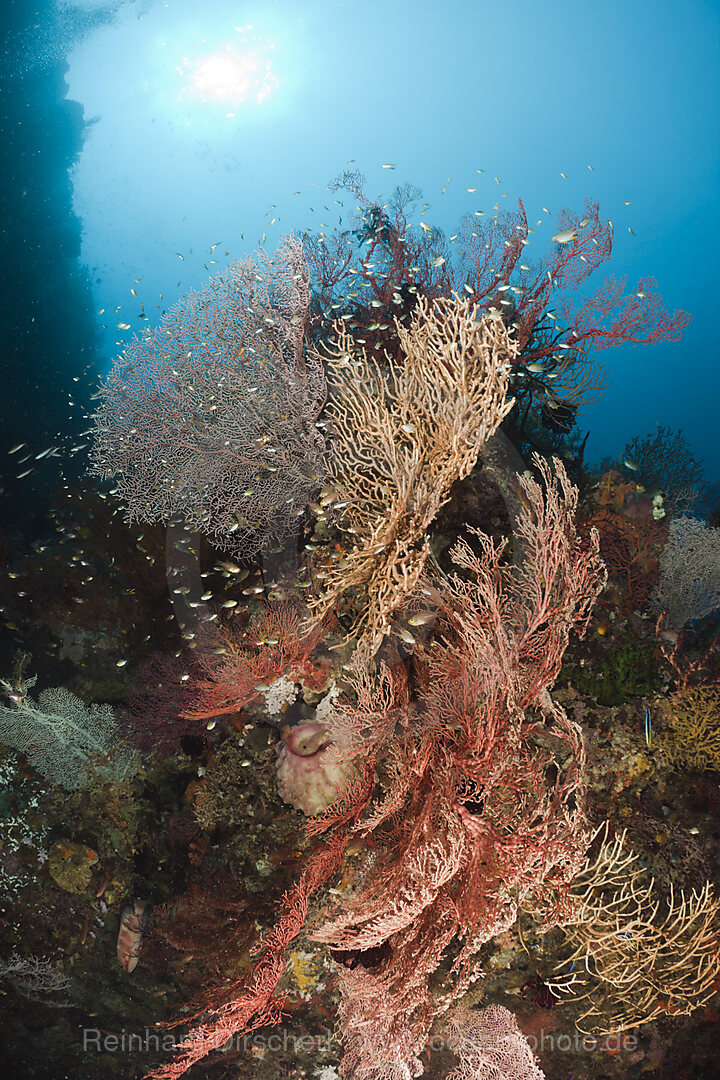 Diverse Sea Fan