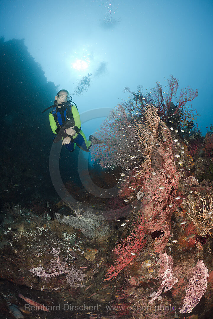 Scuba Diver at Coral Reef