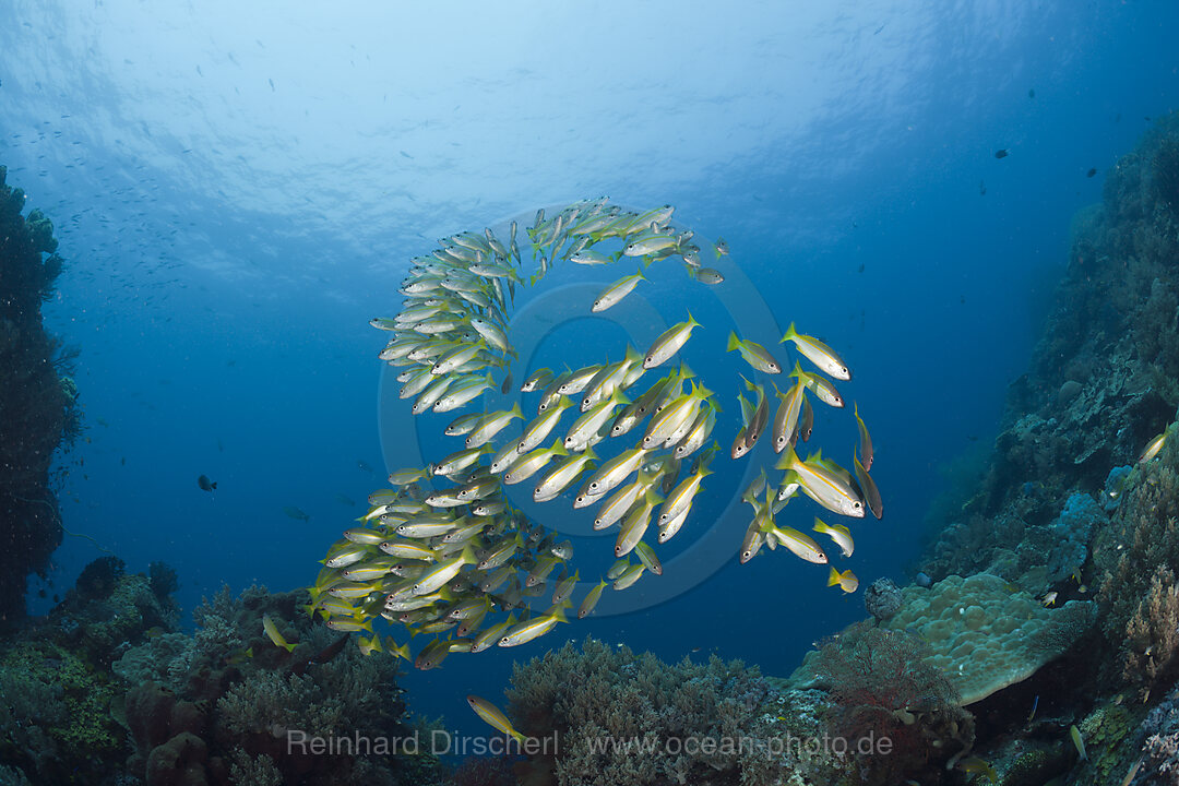Big-eye Snapper schooling