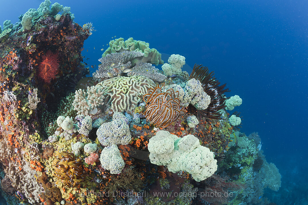 Korallenriff Biodiversitaet, Raja Ampat, West Papua, Indonesien