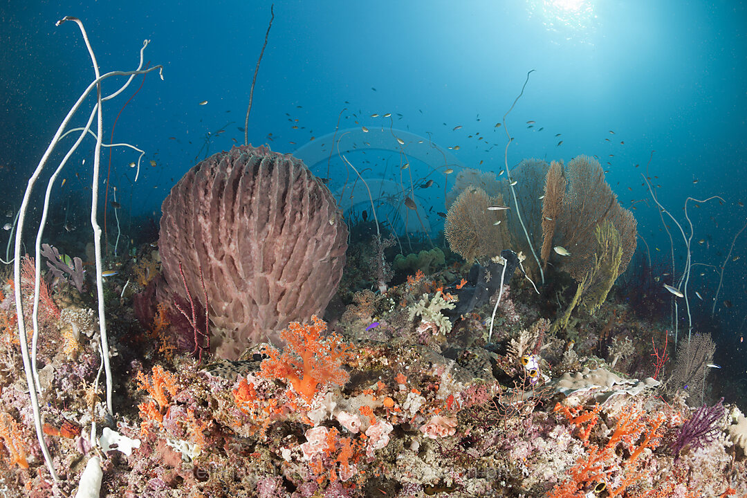 Korallenriff, Raja Ampat, West Papua, Indonesien