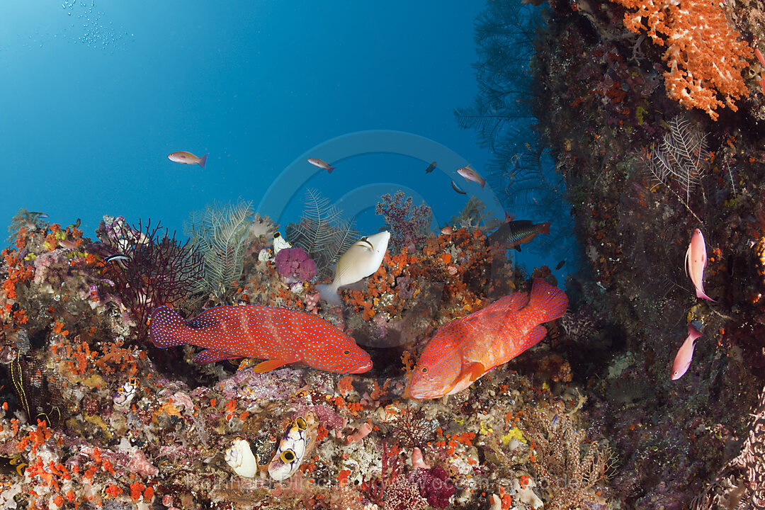 Coral Grouper in Coral Reef