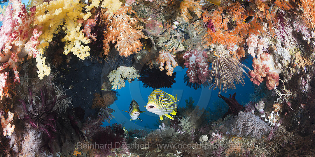 Yellow-ribbon Sweetlips between Soft Corals