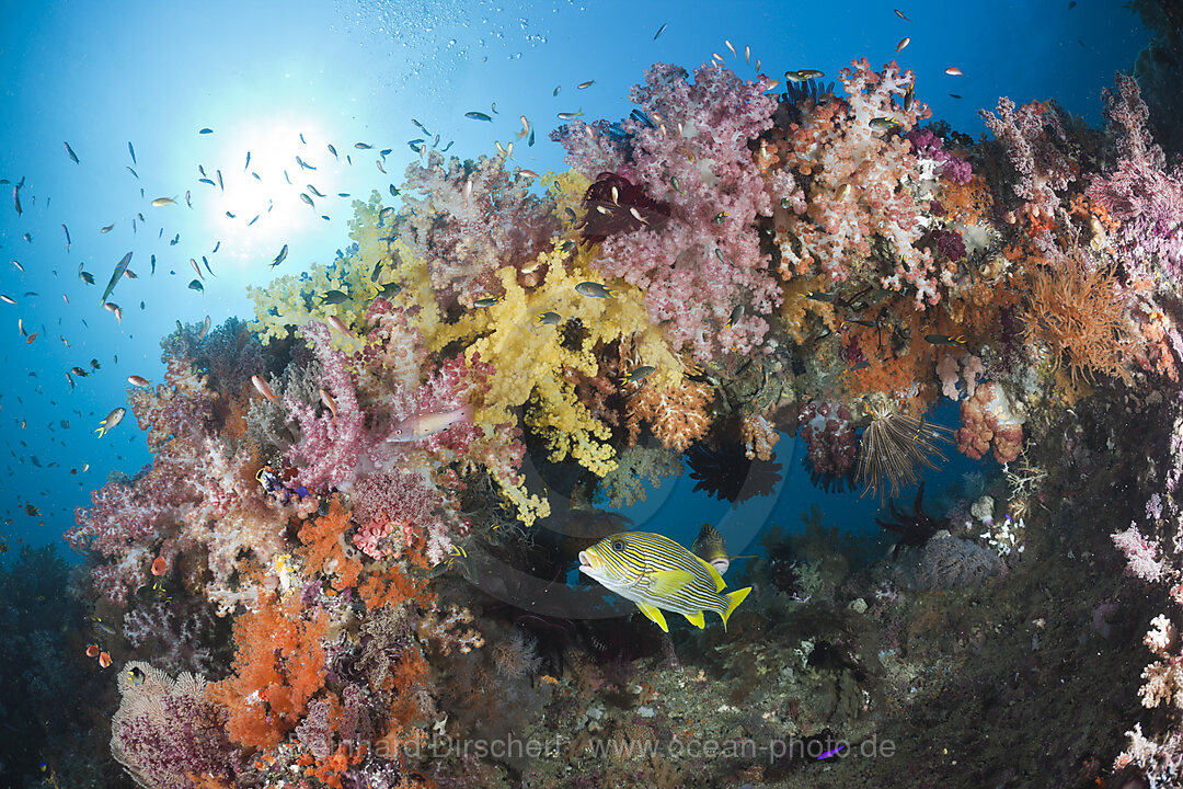 Goldstreifen-Suesslippe unter Weichkorallen, Plectorhinchus polytaenia, Raja Ampat, West Papua, Indonesien