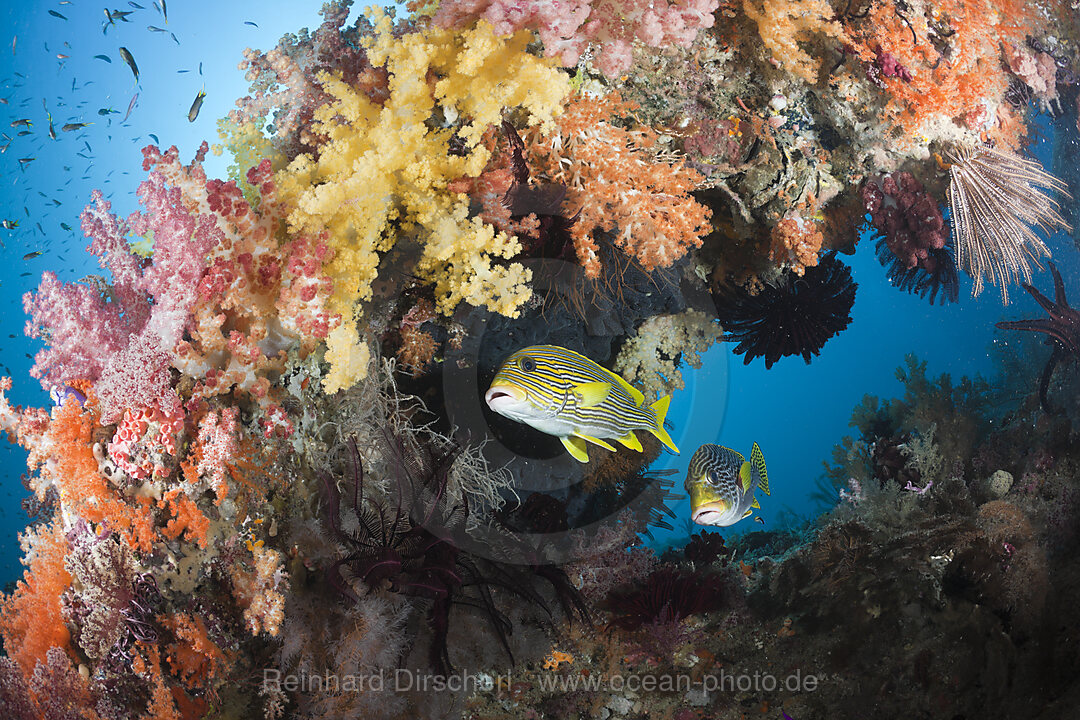 Yellow-ribbon Sweetlips between Soft Corals