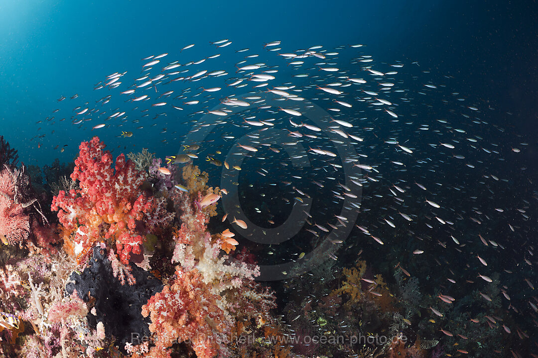 Schooling Pisang Fusiliers over Soft Corals