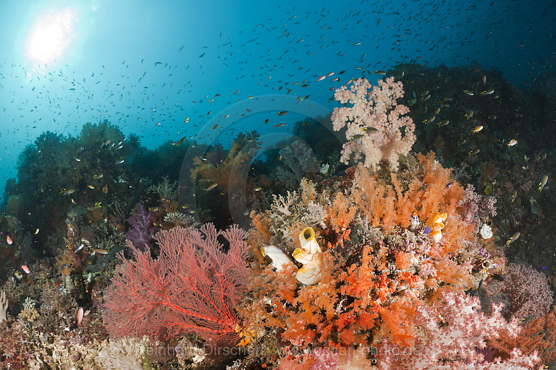 Colorful Soft Corals
