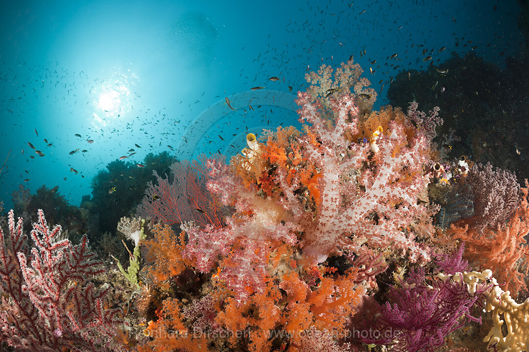 Colorful Soft Corals