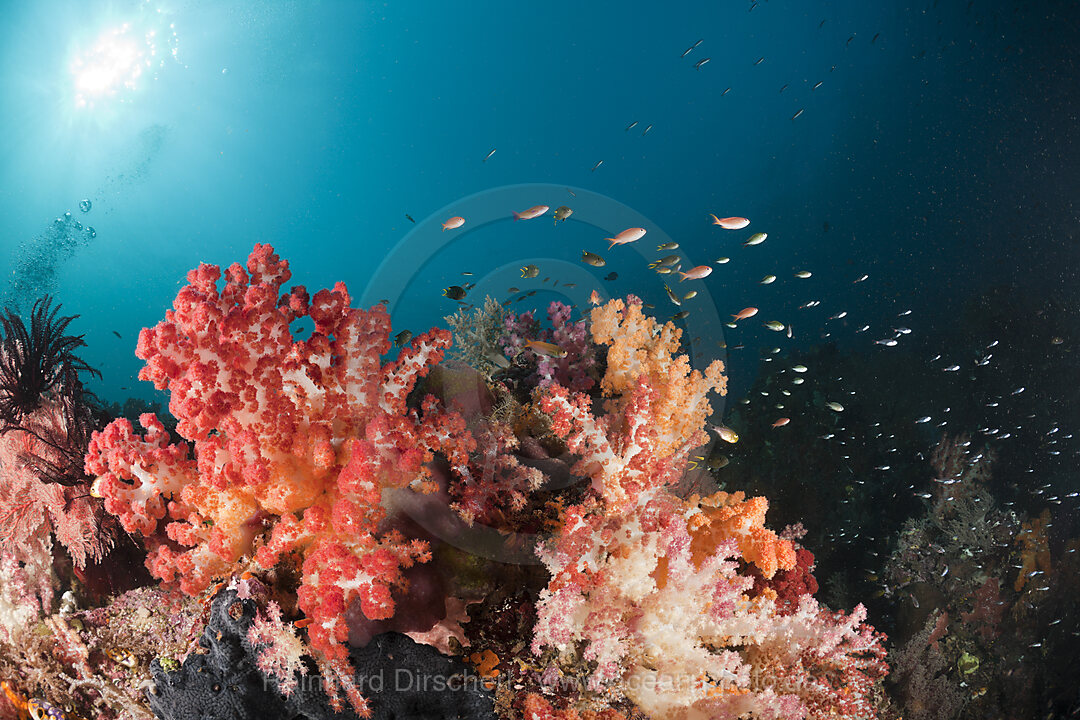 Colorful Coral Reef