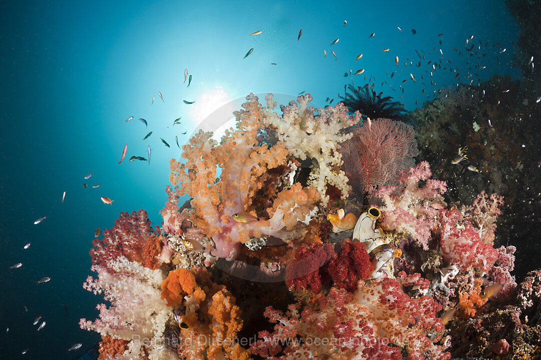 Colorful Coral Reef