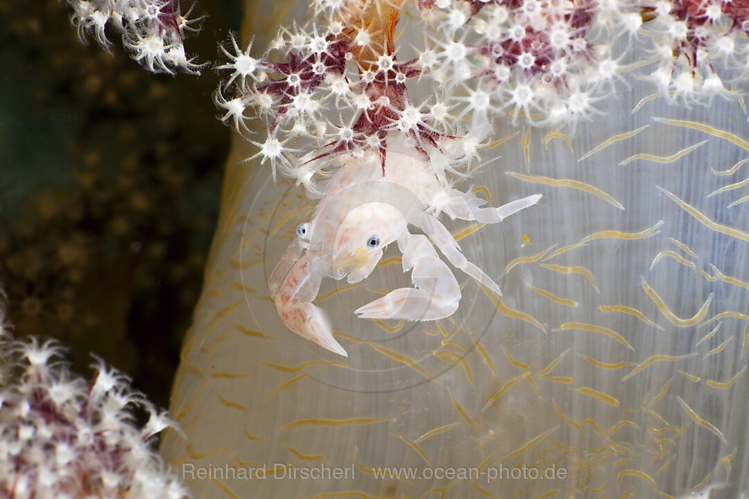Soft Coral Porcellain Crab