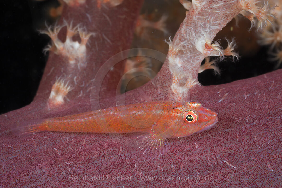 Ghost Goby on Soft Coral