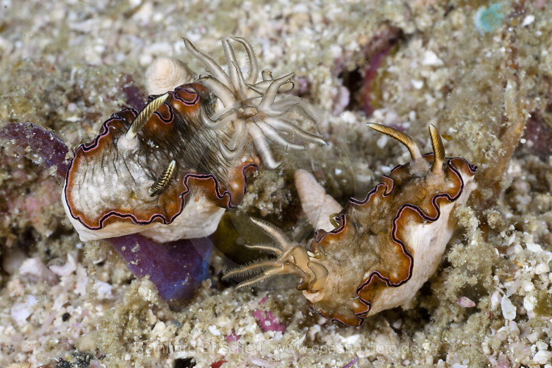 Paarungsbereite Prachtsternschnecken, Glossodoris atromarginata, Raja Ampat, West Papua, Indonesien