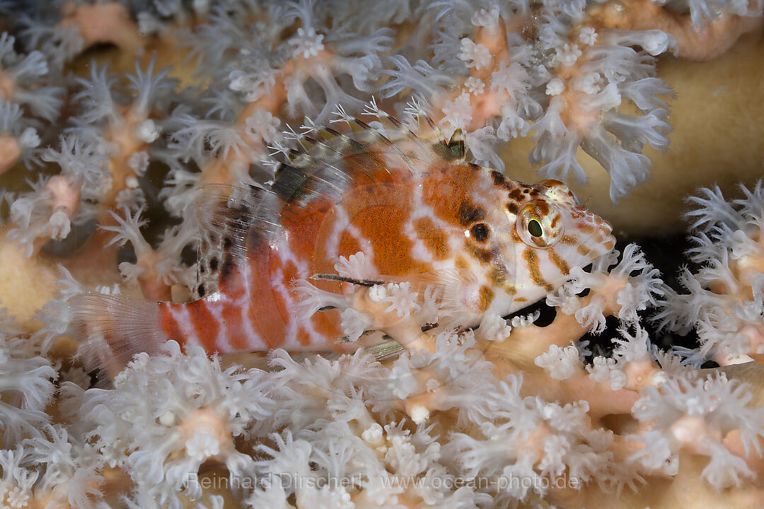 Threadfin Hawkfish