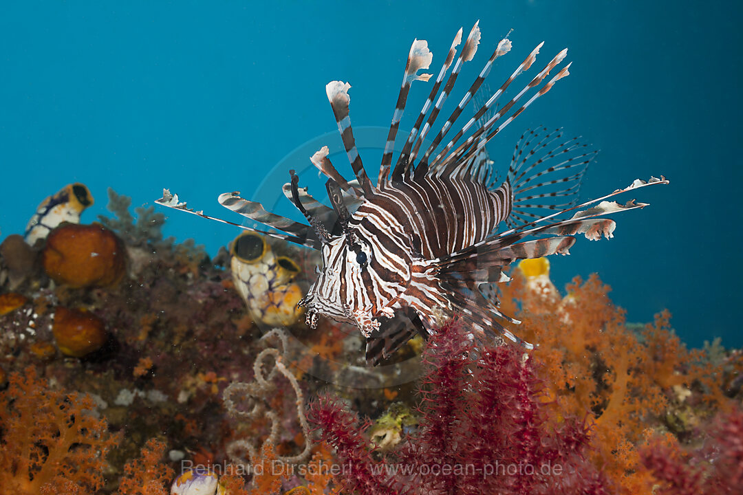 Lionfish