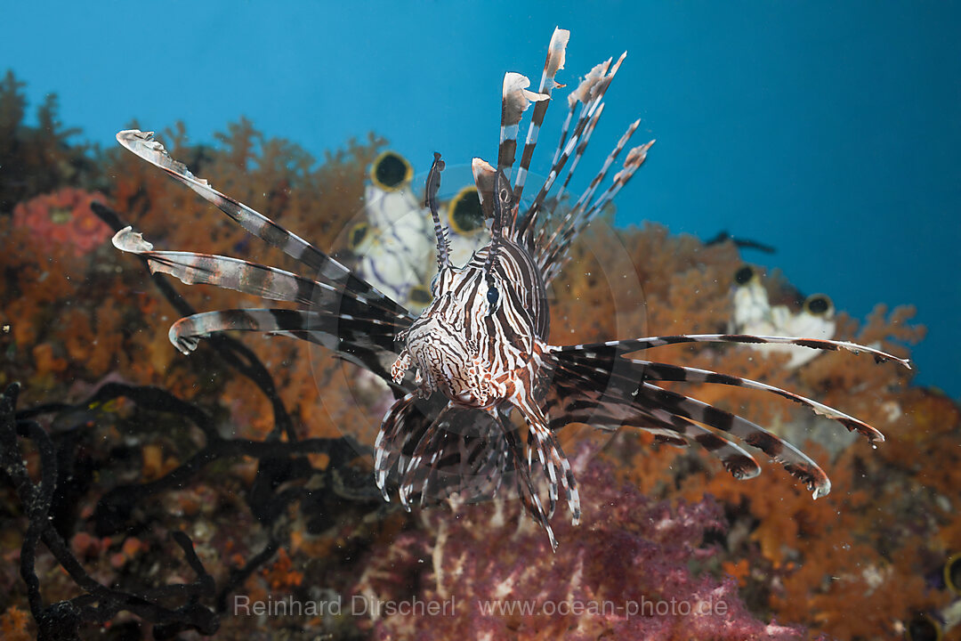 Lionfish