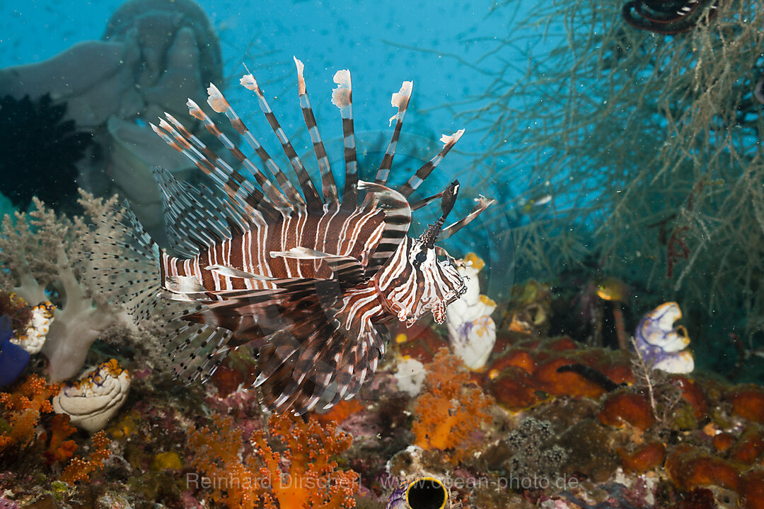 Lionfish