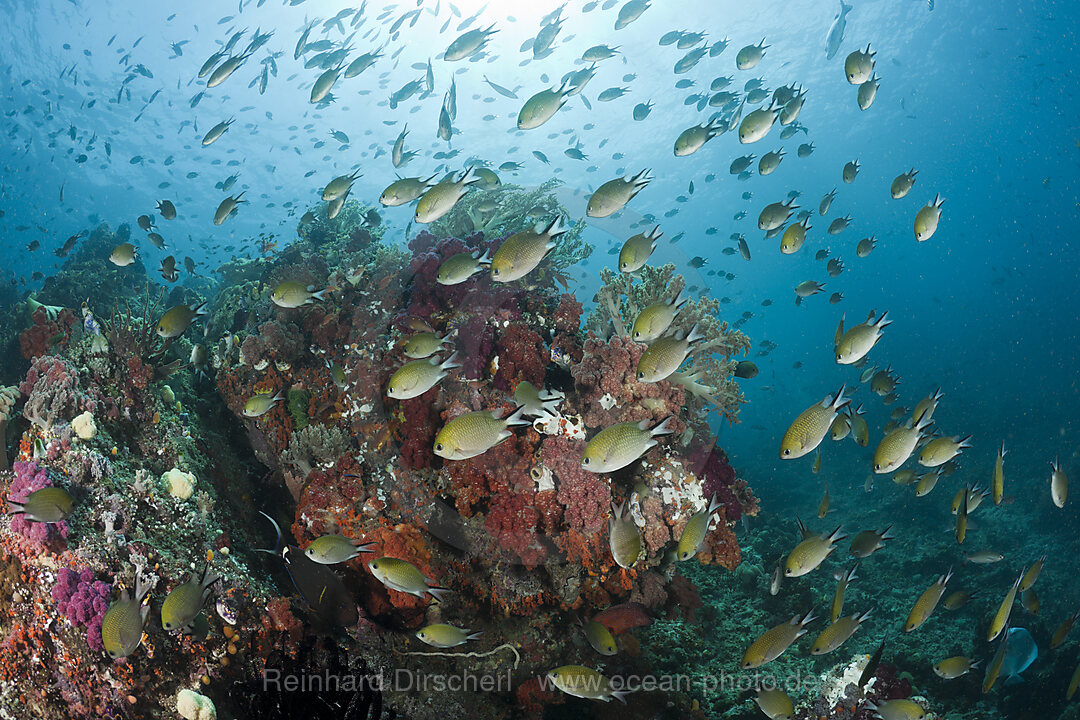 Schooling Chromis over Reef