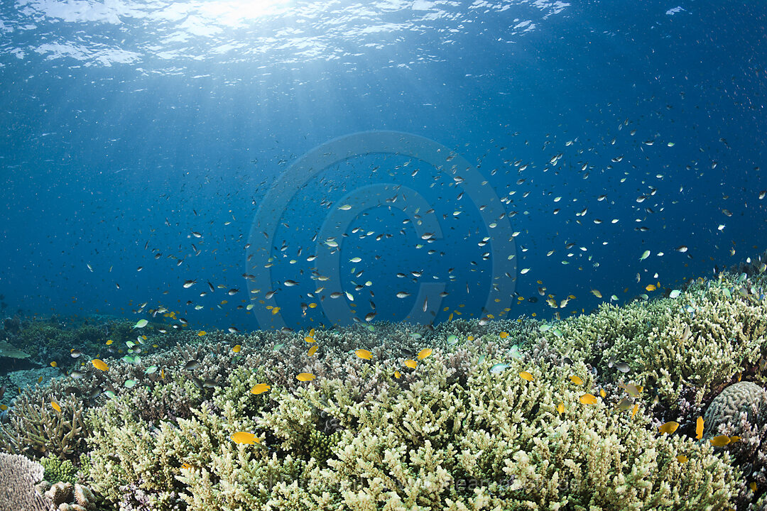 Coral Fish over Branching Corals