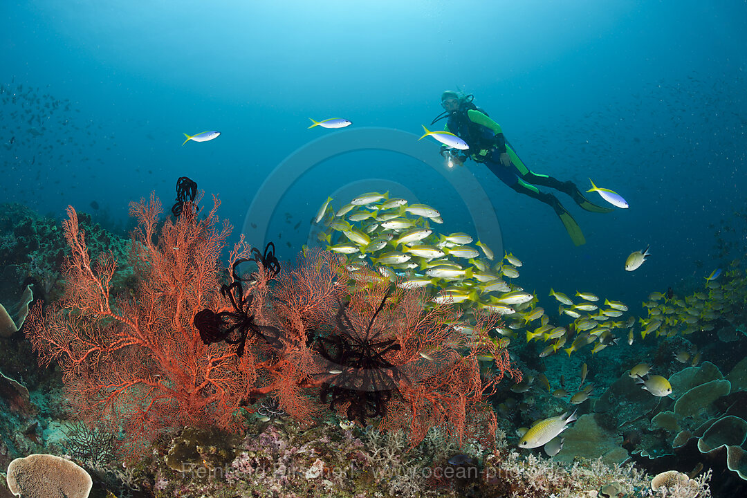 Scuba Diver and Bigeye Snapper