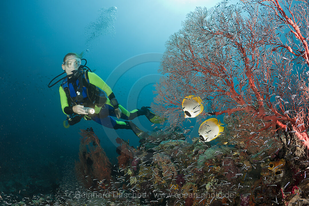 Panda Butterflyfish and Scuba Diver