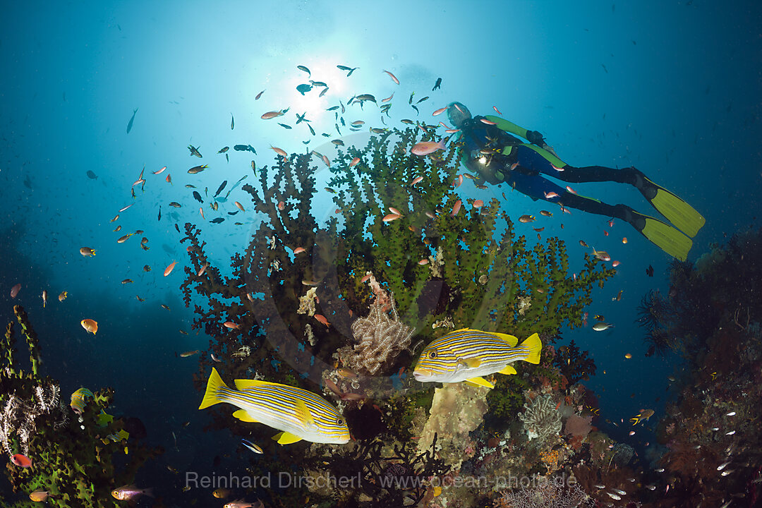 Yellow-ribbon Sweetlips and Scuba Diver
