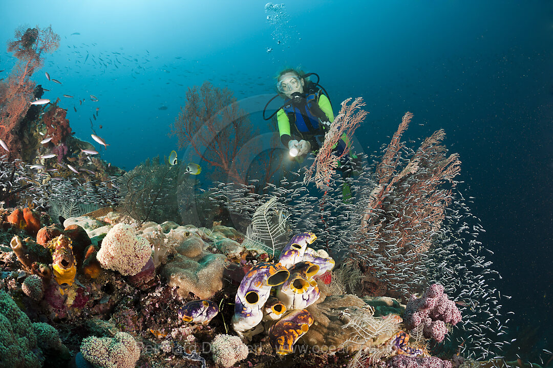 Scuba Diver over Coral Reef
