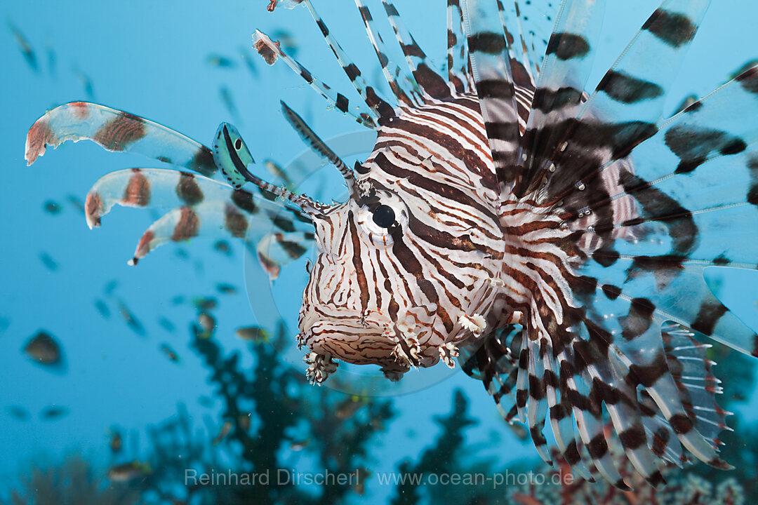 Lionfish