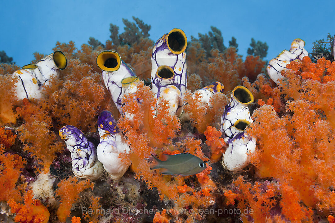 Golden Tunicate between Soft Corals