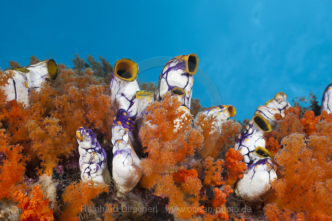 Golden Tunicate between Soft Corals