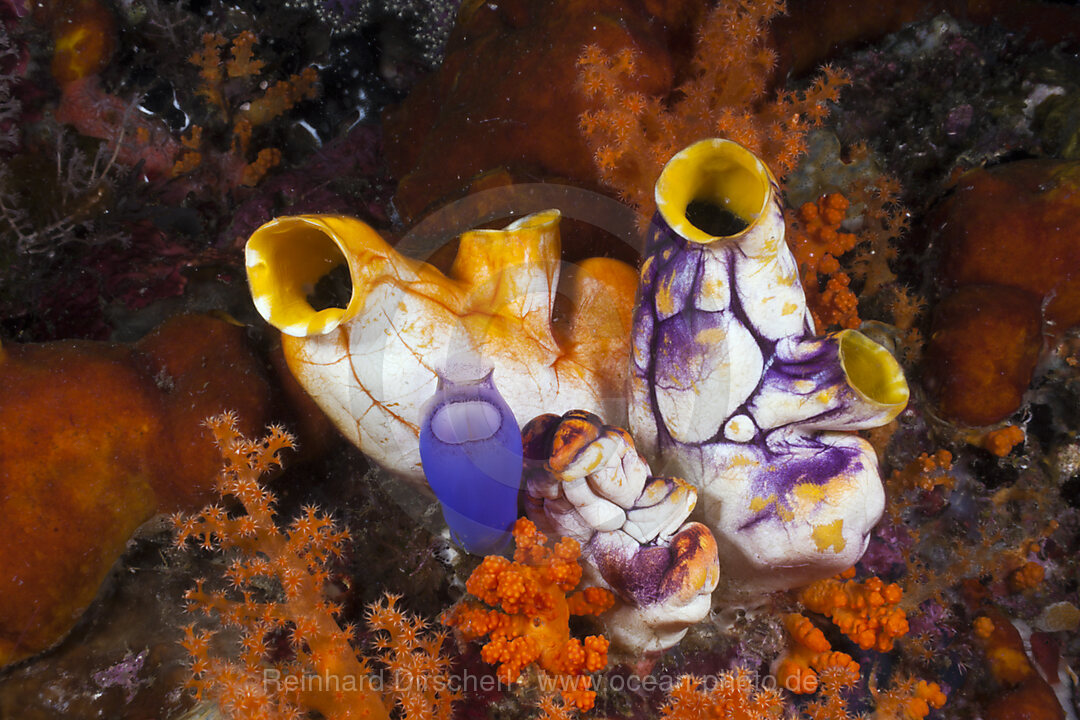 Golden Tunicate between Soft Corals, Polycarpa aurata, Raja Ampat, West Papua, Indonesia