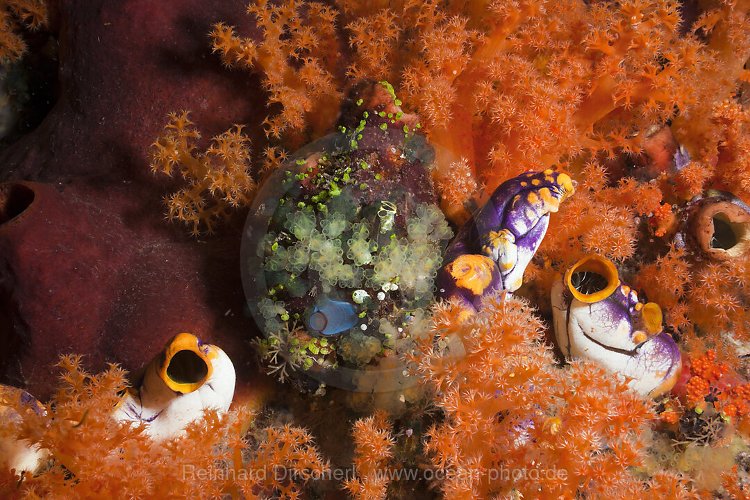 Golden Tunicate between Soft Corals