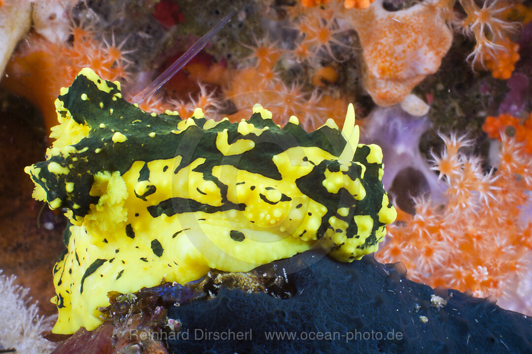 Gelbe Neonsternschnecke, Notodoris gardineri, Raja Ampat, West Papua, Indonesien