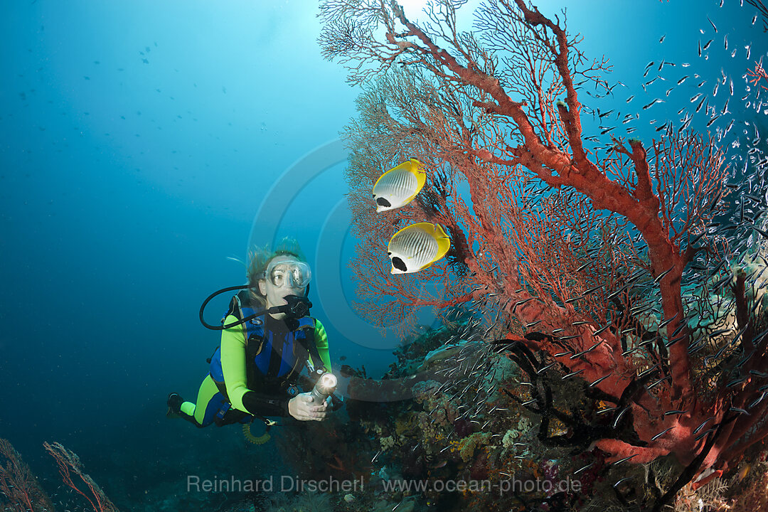 Panda Butterflyfish and Scuba Diver