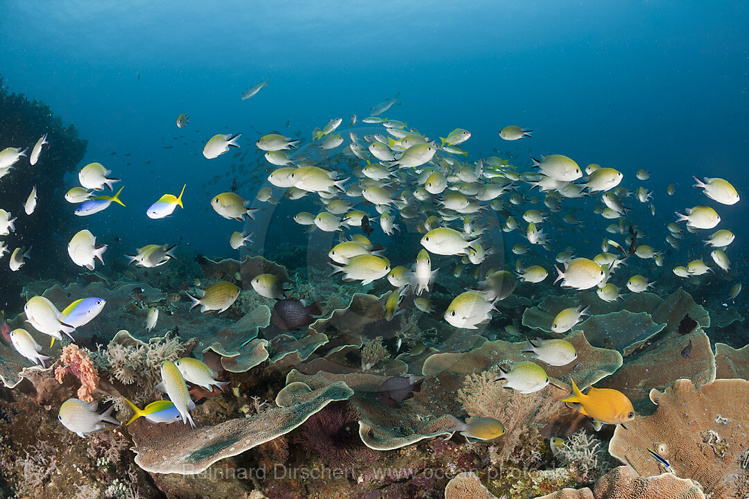 Schooling Chromis over Reef