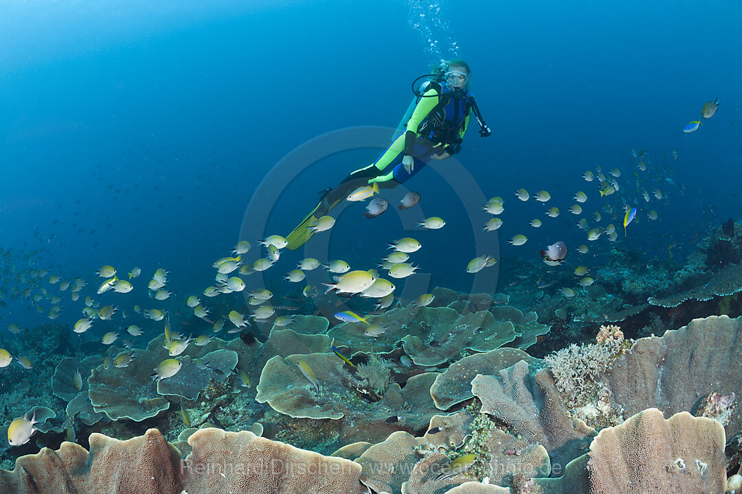 Scuba diver and Schooling Chromis