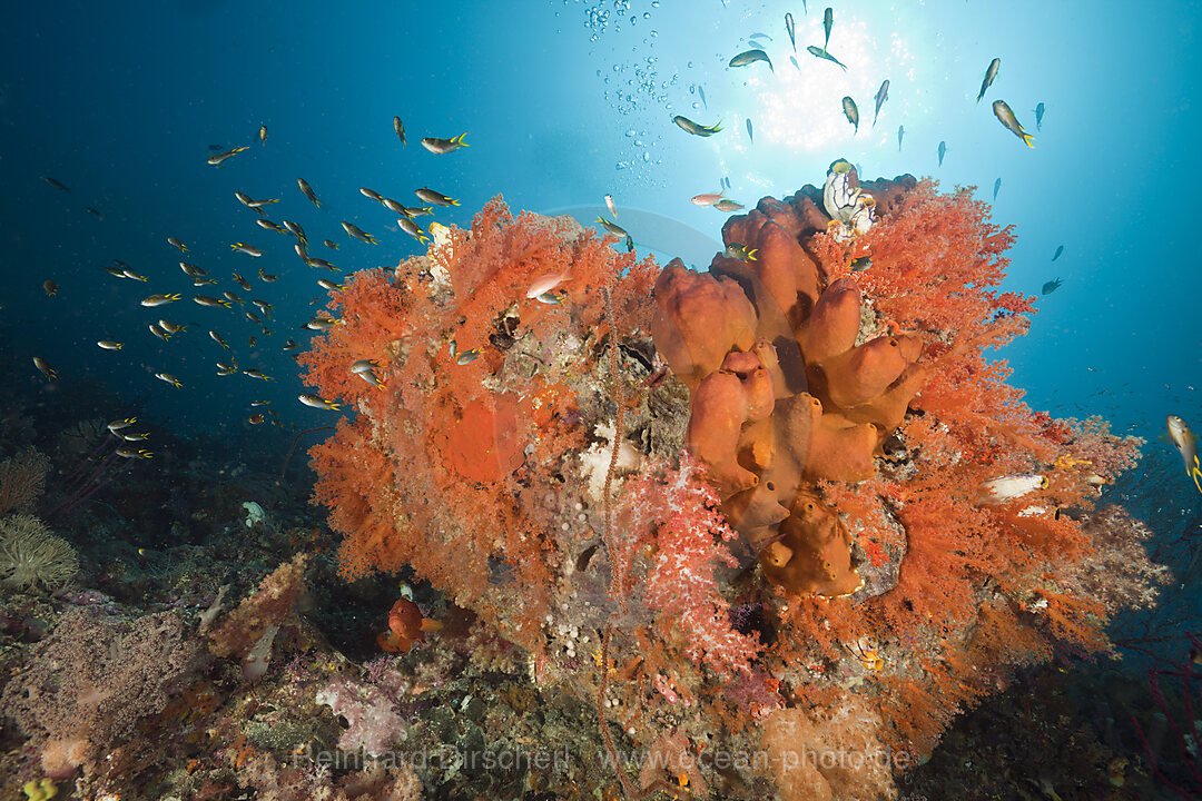 Coral Reef