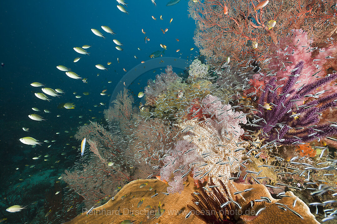 Gesundes Korallenriff, Raja Ampat, West Papua, Indonesien