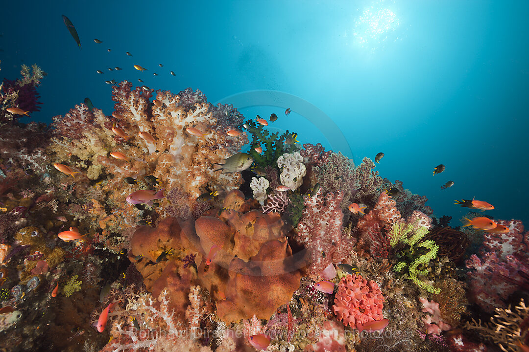 Healthy Coral Reef