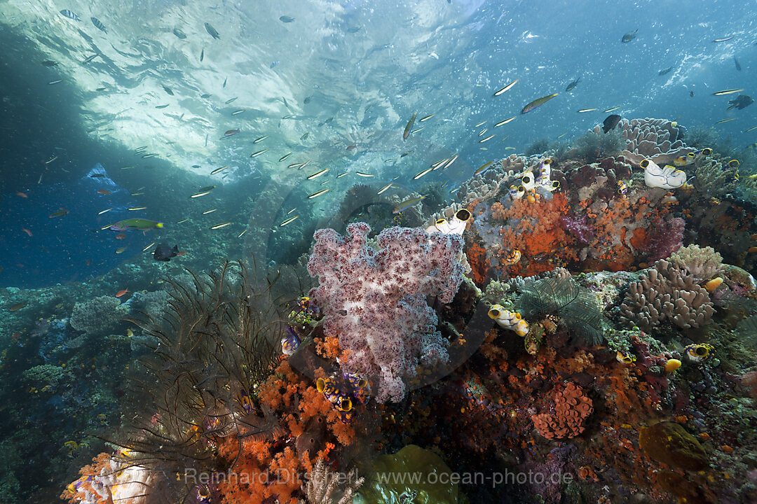 Coral Reef