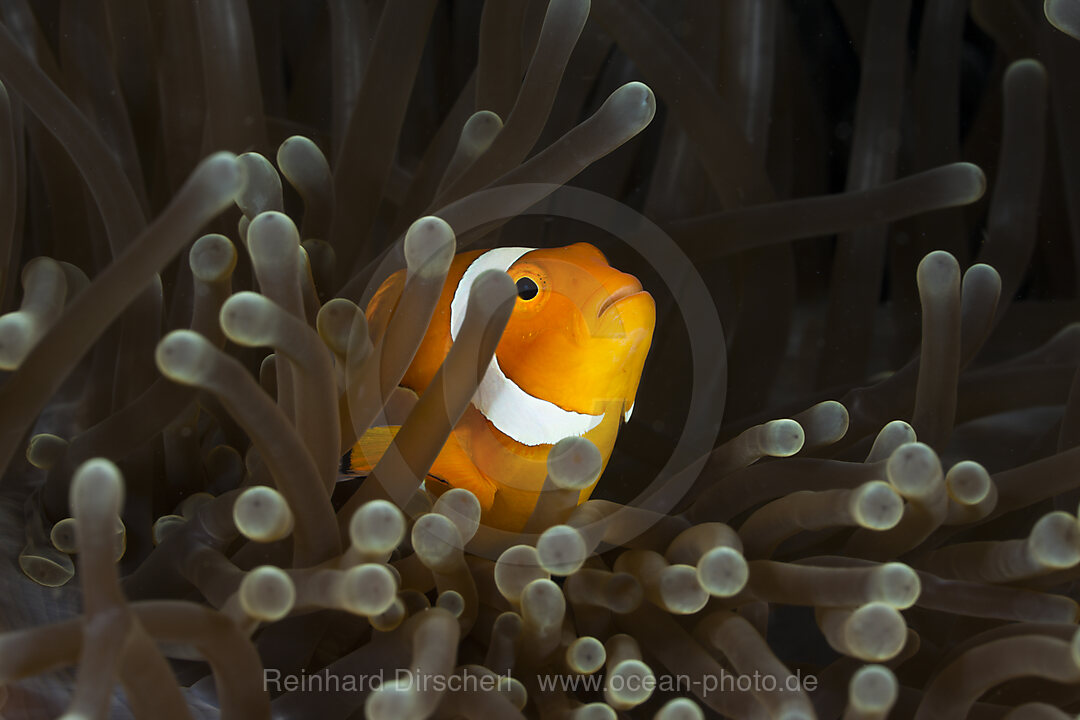 Orange-Ringel-Anemonenfisch, Amphiprion ocellaris, Raja Ampat, West Papua, Indonesien