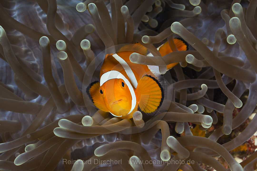 Orange-Ringel-Anemonenfisch, Amphiprion ocellaris, Raja Ampat, West Papua, Indonesien