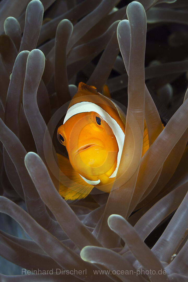 Orange-Ringel-Anemonenfisch, Amphiprion ocellaris, Raja Ampat, West Papua, Indonesien