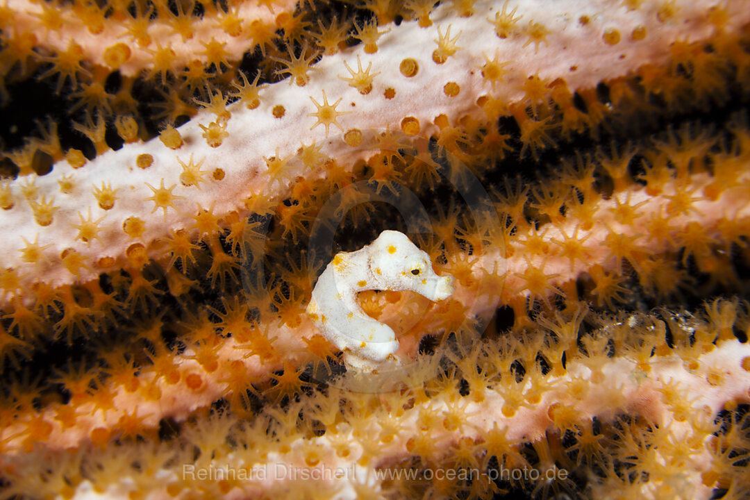 Denise Pygmy Seahorse